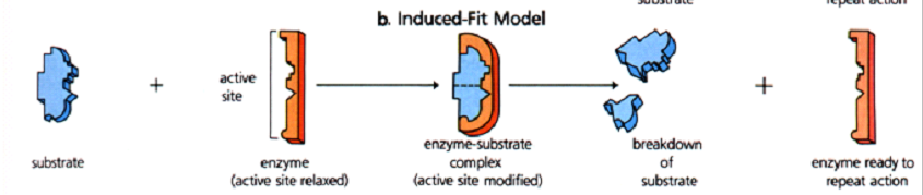 Induced-Fit Model.png